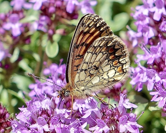heath fritillary